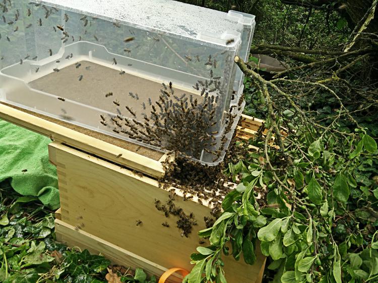 Bienen einlaufen lassen