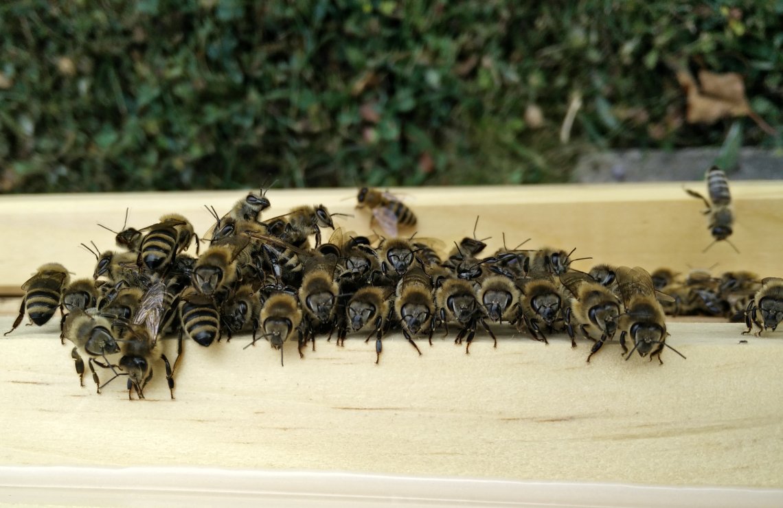 Artikelbild Was machen Bienen bei Hitze